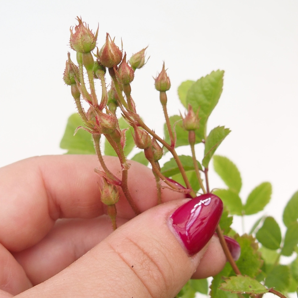 Freilandbonsai - Rosa sp. - kleinblumige Rose