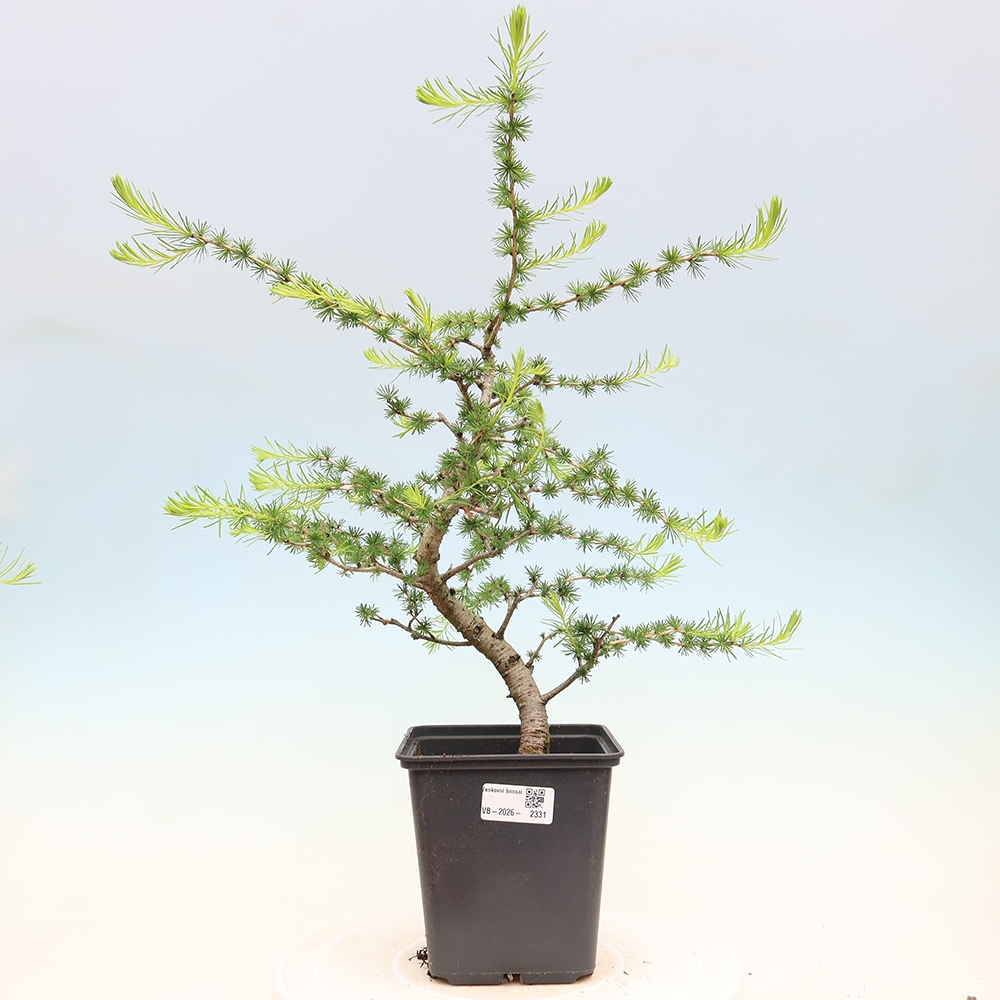Bonsai für draußen -Larix decidua - Lärche
