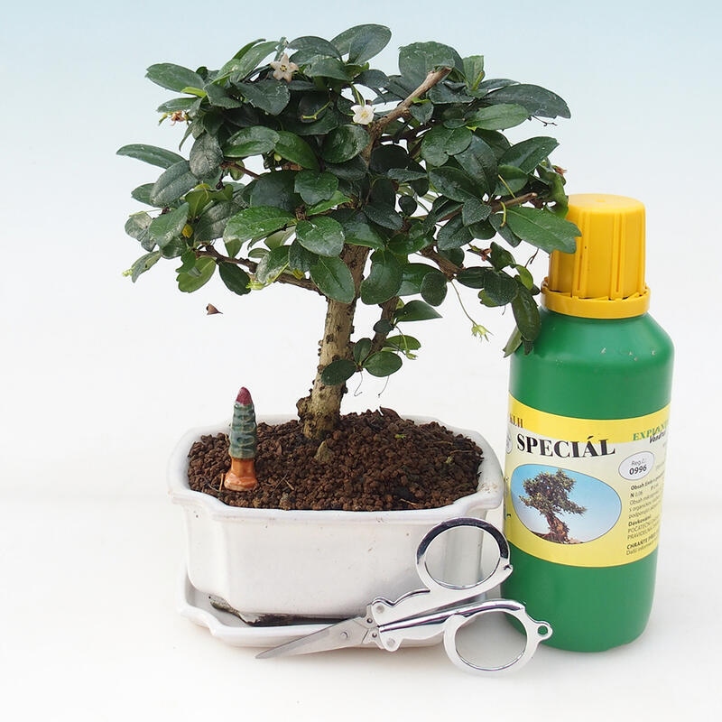 Bonsai-Geschenkset - Fuki-Tee - Carmona microphylla