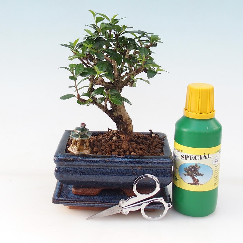 Bonsai-Geschenkset - Fuki-Tee - Carmona microphylla