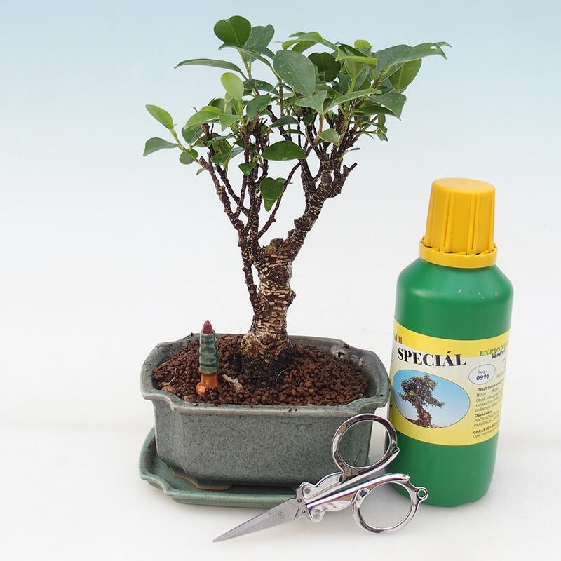 Bonsai-Geschenkset - Kleinblättriger Ficus - Ficus retusa