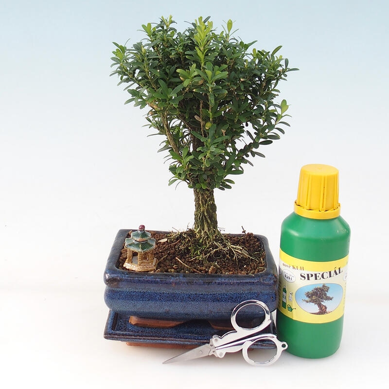 Bonsai-Geschenkset - Korkbuchsbaum - Buxus harlandii