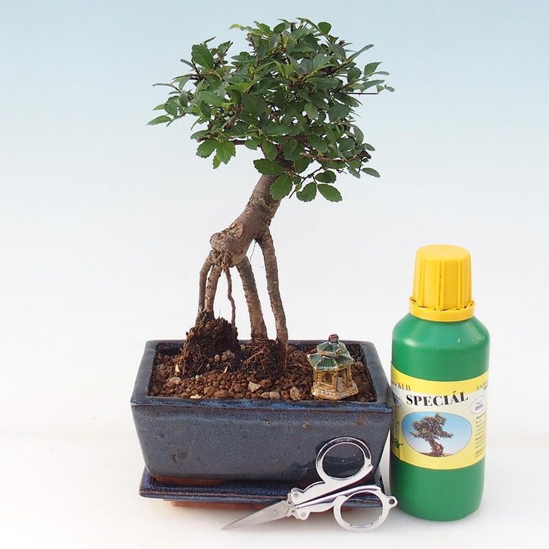 Bonsai-Geschenkset - Zimmerulme - Ulmus parvifolia