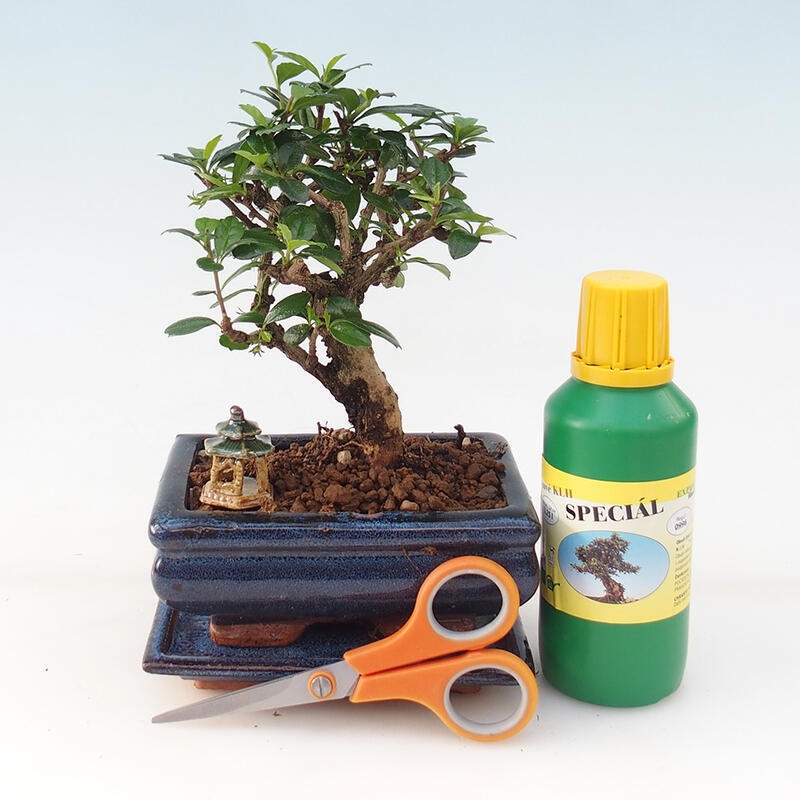Bonsai-Geschenkset für Mädchen – Fuki-Tee – Carmona microphylla