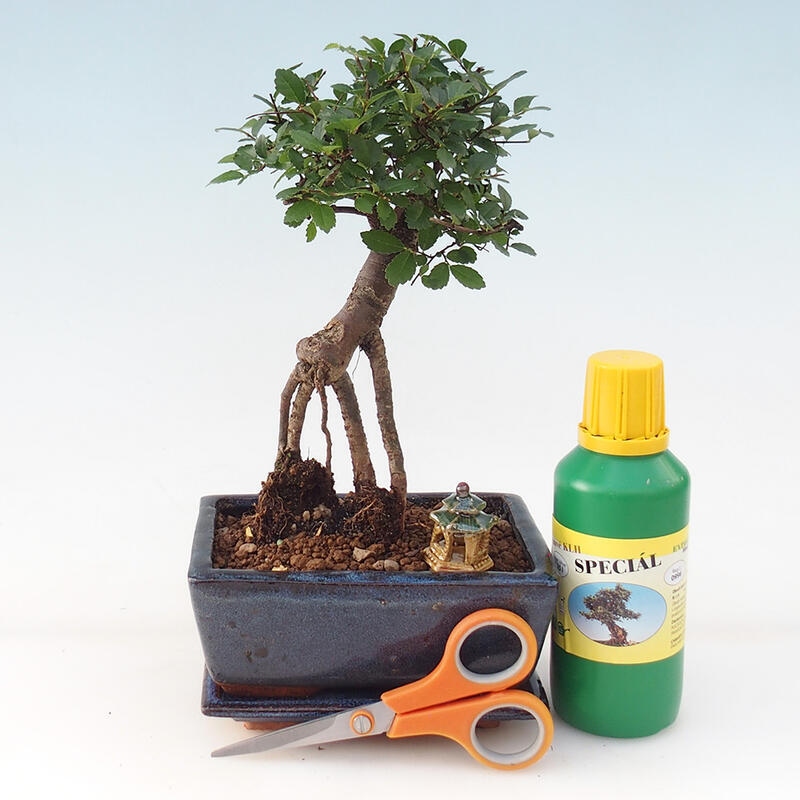 Bonsai-Geschenkset für Mädchen – Zimmerulme – Ulmus parvifolia