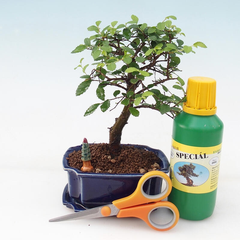 Bonsai-Geschenkset für Mädchen – Zimmerulme – Ulmus parvifolia