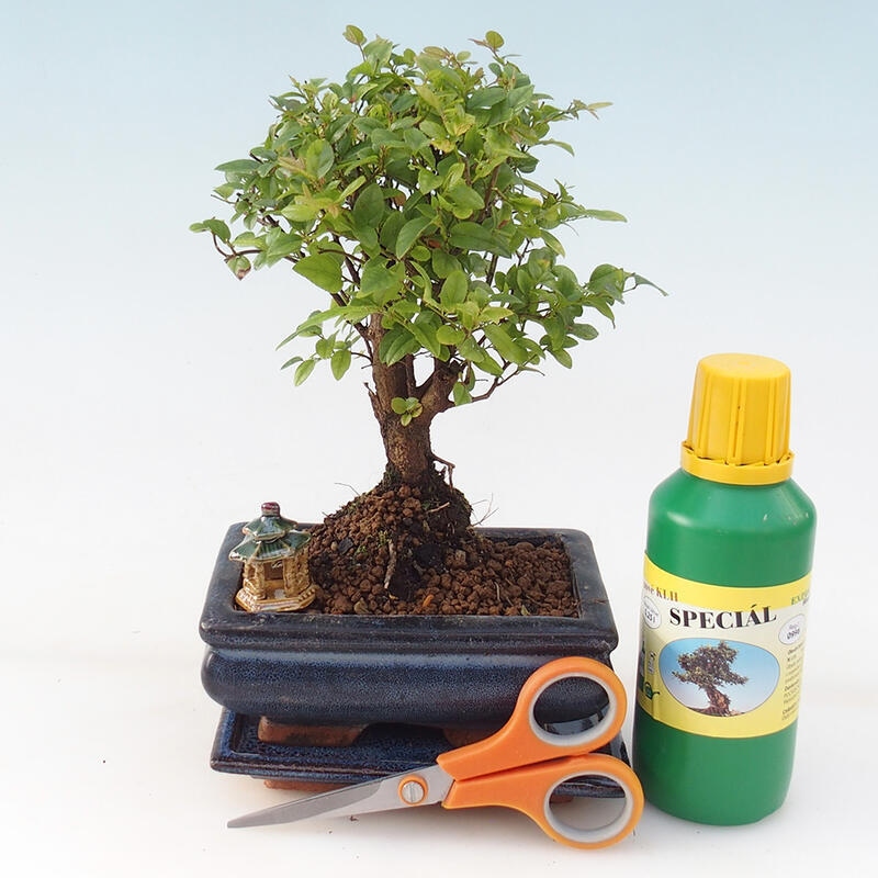 Bonsai-Geschenkset für Mädchen - Sageretia thea