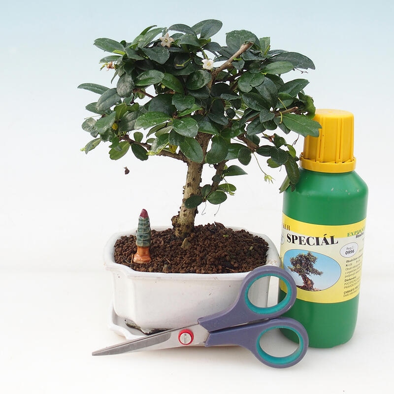 Bonsai-Geschenkset für Jungen - Tea-fuki - Carmona microphylla