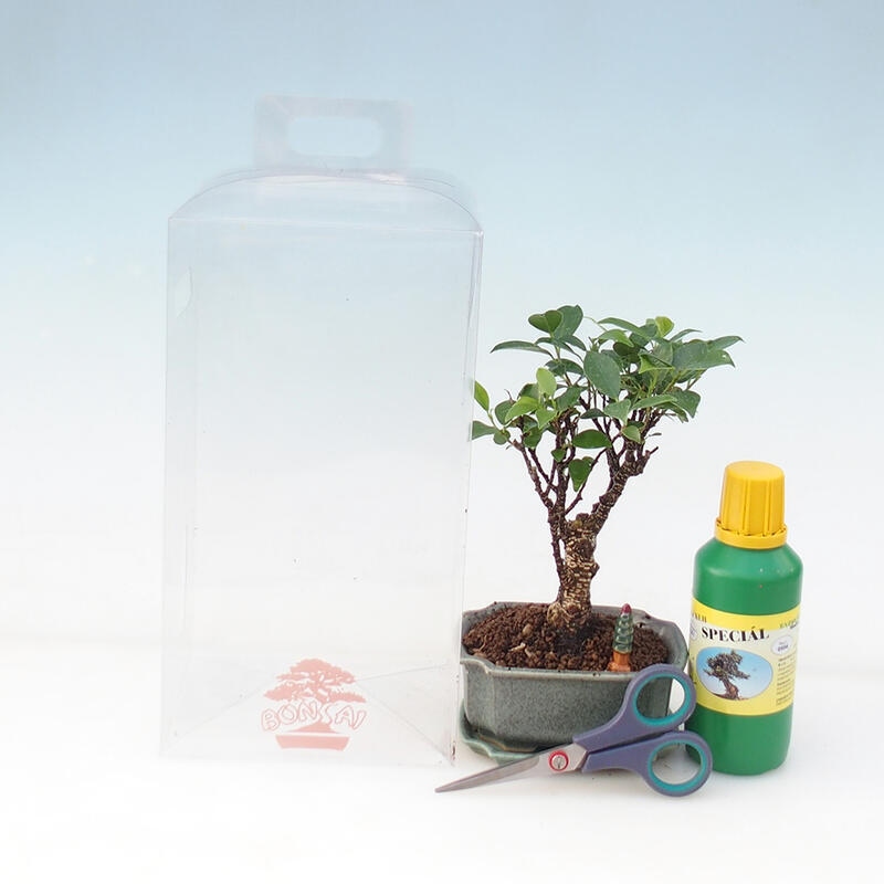 Bonsai-Geschenkset für Jungen – Kleinblättriger Ficus – Ficus retusa