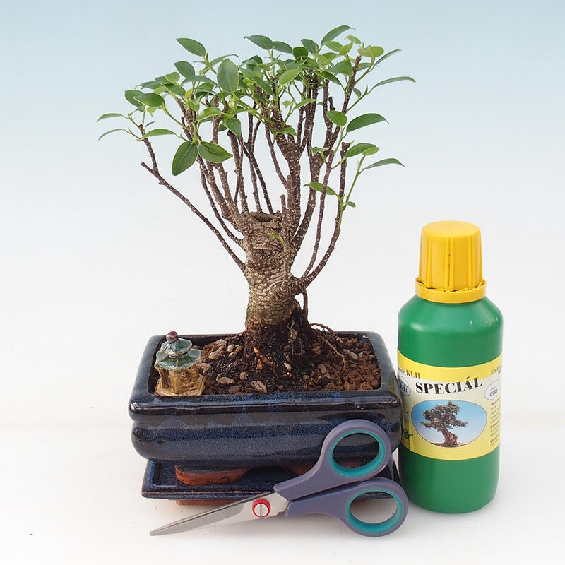 Bonsai-Geschenkset für Jungen – Kleinblättriger Ficus – Ficus retusa