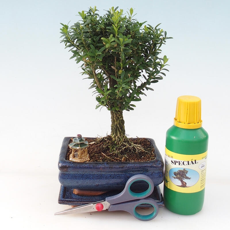 Bonsai-Geschenkset für Jungen – Korkbuchsbaum – Buxus harlandii