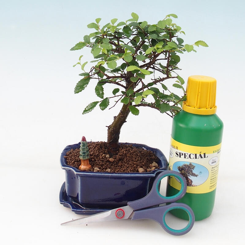Bonsai-Geschenkset für Jungen – Zimmerulme – Ulmus parvifolia