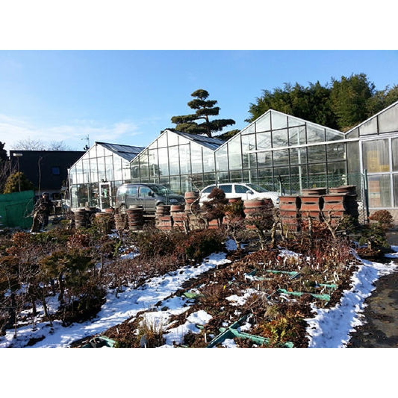 Bonsaischale 50,5 x 42,5 x 14 cm