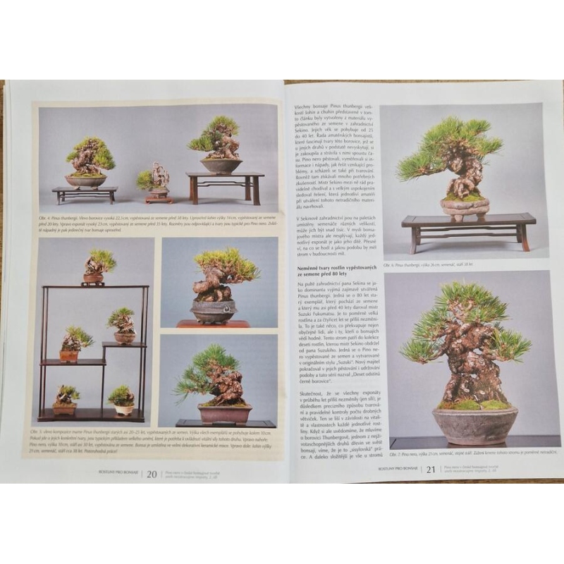 Bonsai und japanische Gärten Nr.71