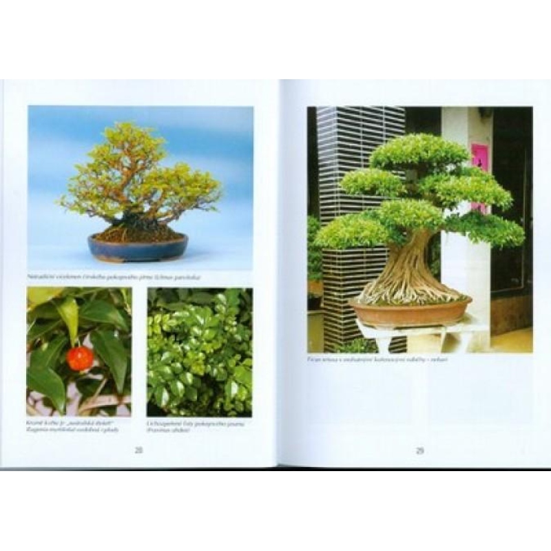 Bonsai-Bäume und Gärten nicht nur in Japan