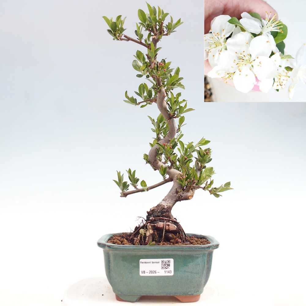 Outdoor Bonsai - Malus sargentii - Kleinfrüchtiger Apfelbaum
