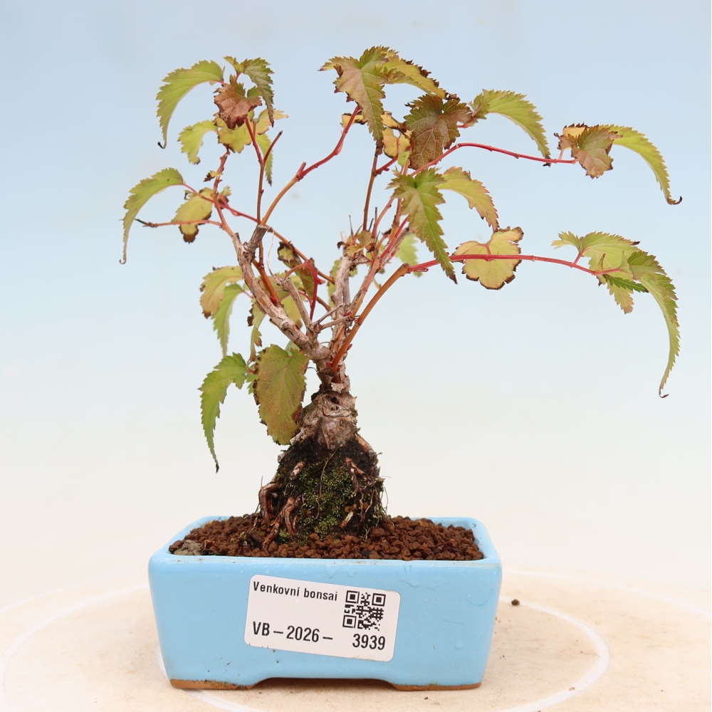 Bonsai für den Außenbereich – Stephanandra incisa – Gebogene Stephanandra