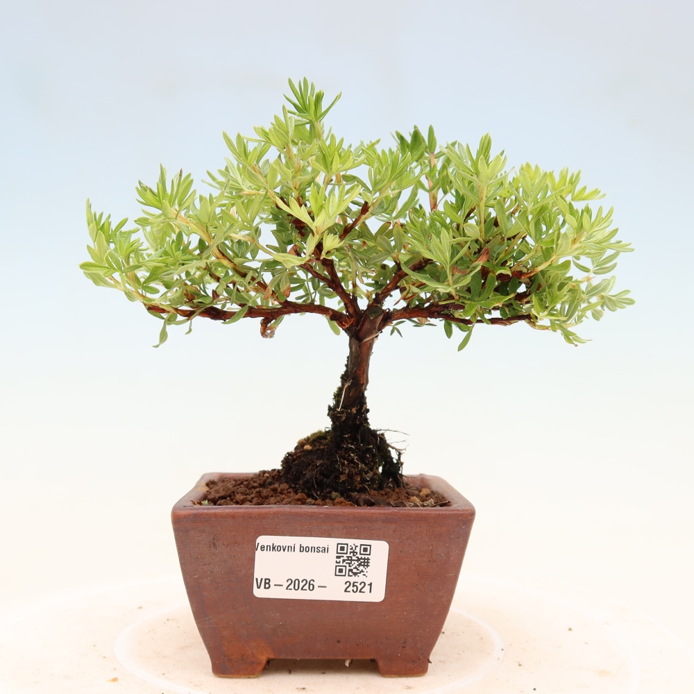 Bonsai für draußen - Potentila fruticosa