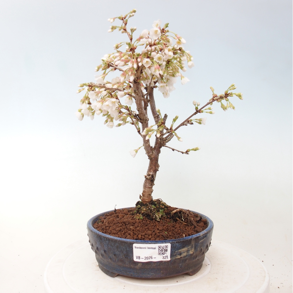 Bonsai für draußen - Prunus incisa Kojou-no mai-Plivon ausgeschnitten