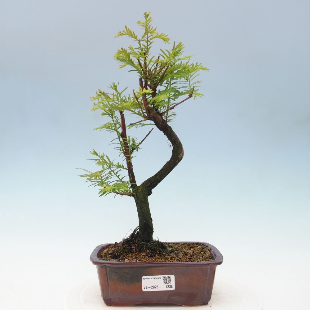 Bonsai im Freien - Metasequoia glyptostroboides - Chinesischer Metasequoia