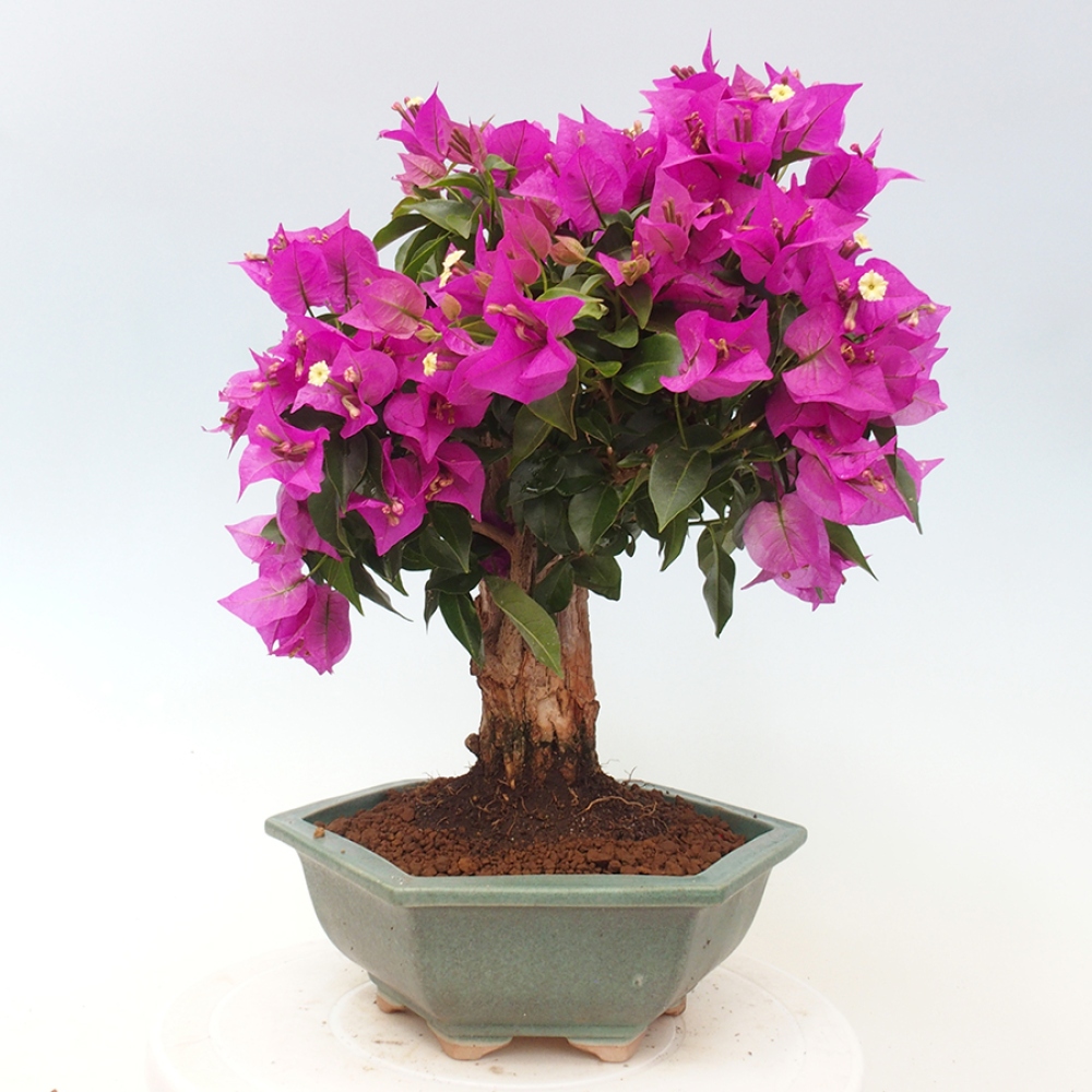 Indoor Bonsai - Bouganwilea