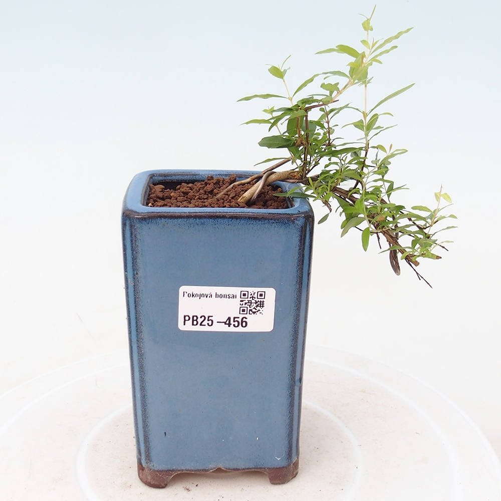Zimmer Bonsai-PUNICA Granatum -Granatapfel