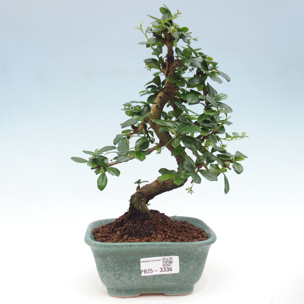 Zimmerbonsai - Carmona Macrophylla - Fuki-Tee