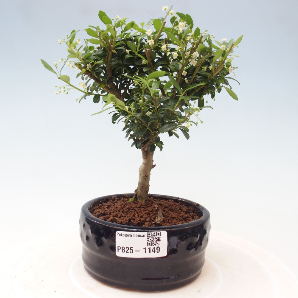 Zimmerbonsai - Ilex crenata - Holly