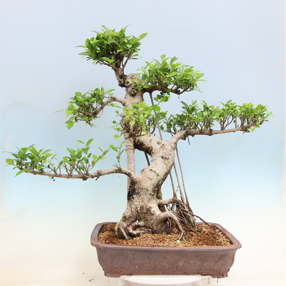 Zimmerbonsai - Ficus kimmen - Kleinblättriger Ficus
