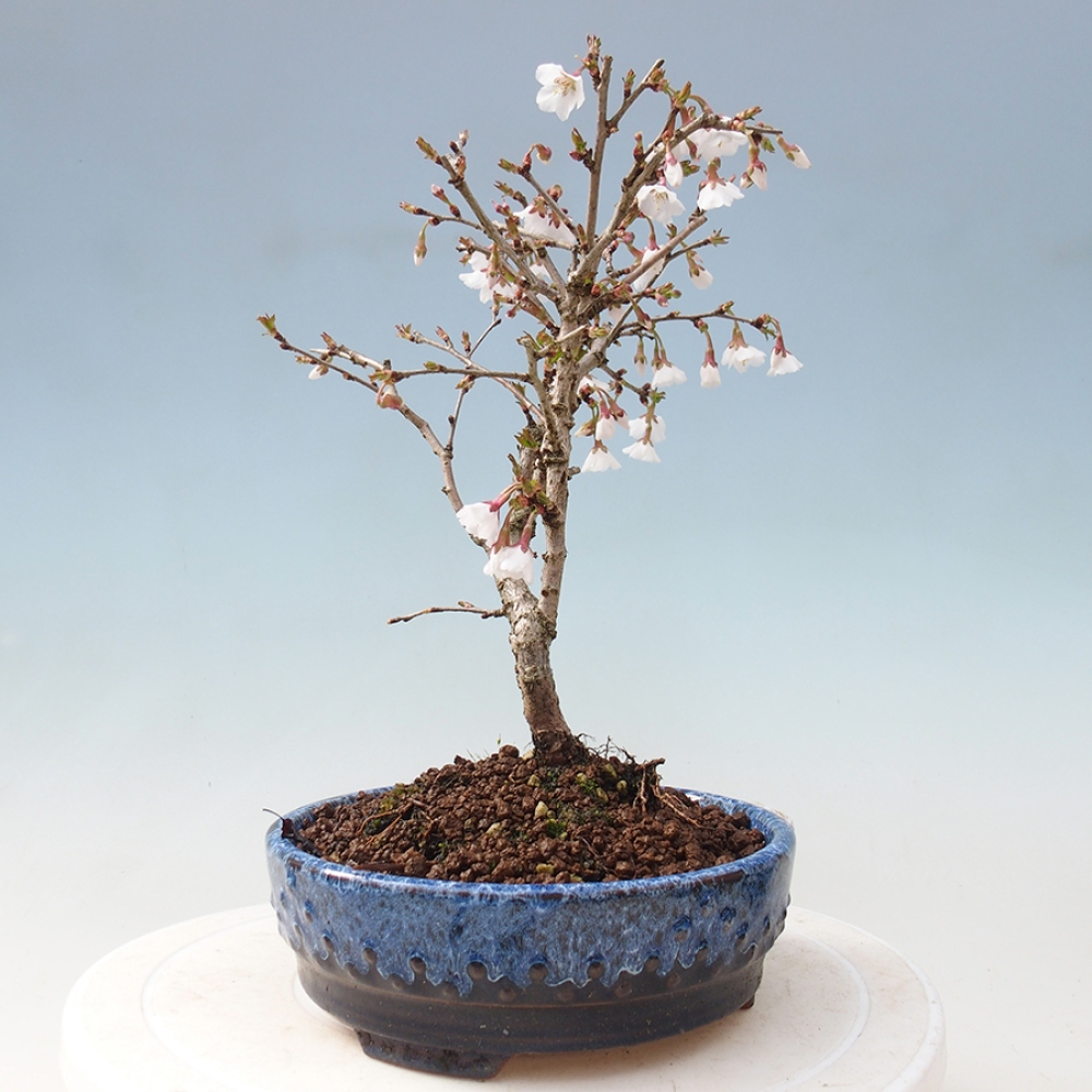Bonsai im Freien - Prunus incisa Kojou-no mai-Pflaume geschnitten