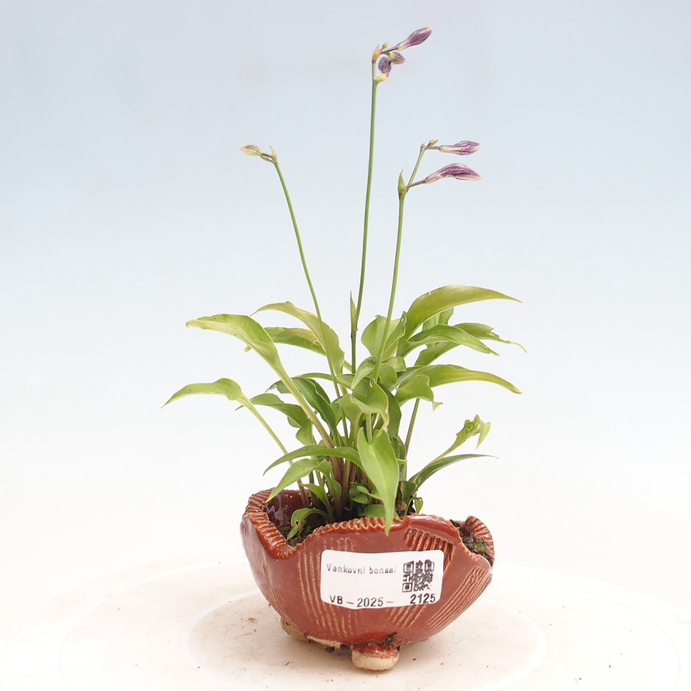 Bonsai im Freien - Mini Hosta - Göttin