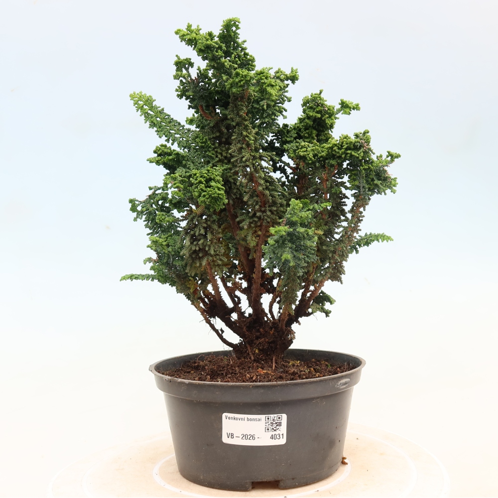 Bonsai für draußen - Cham. obtusa SEKKA HINOKI - Zypresse