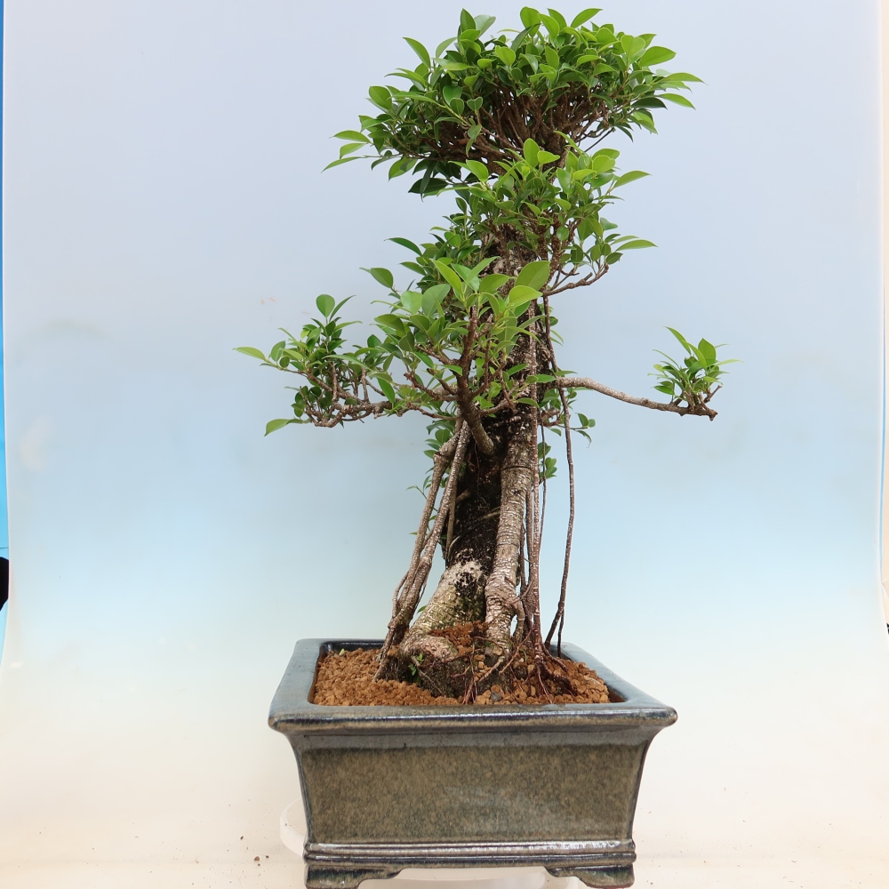 Zimmerbonsai - Ficus kimmen - Kleinblättriger Ficus