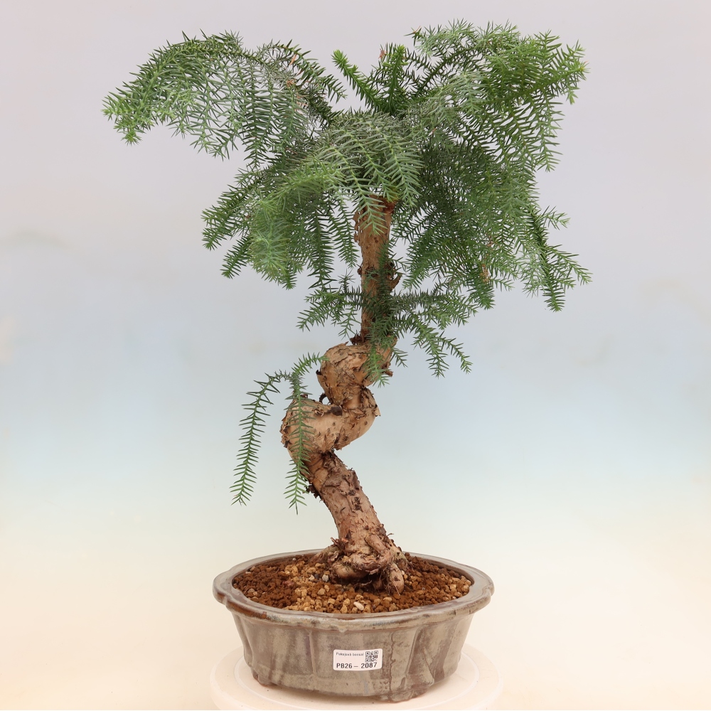 Zimmer Bonsai - Araucaria - Zimmer Fichte