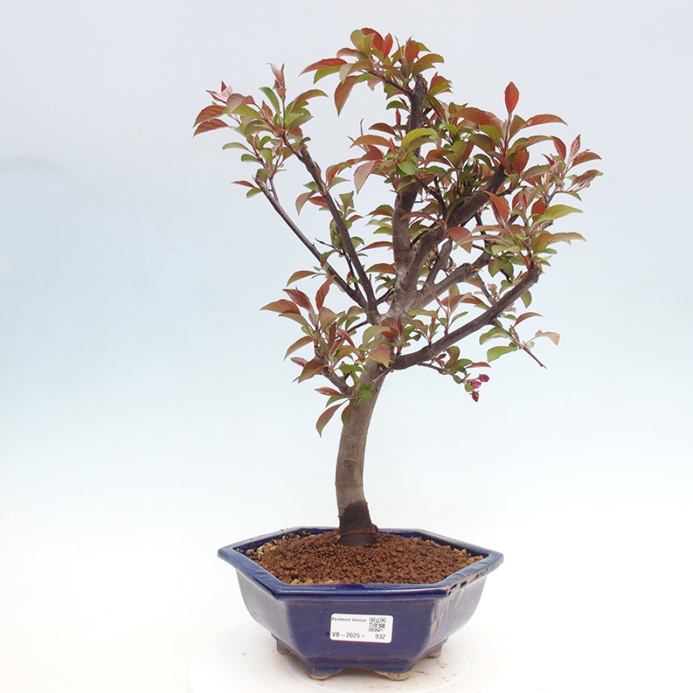 Freilandbonsai - Malus Domestica - Kleinfruchtiger rotblättriger Apfelbaum