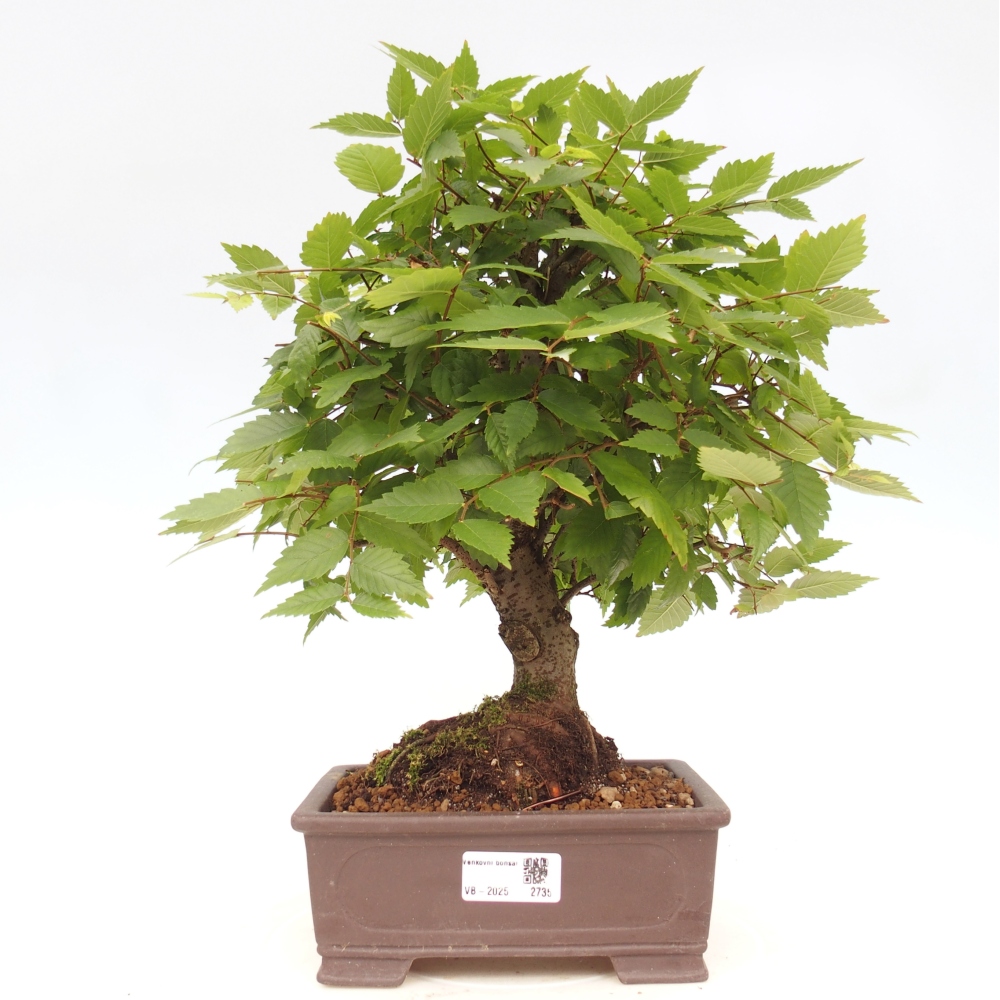 Bonsai im Freien - Zelkova - Zelkova serrata