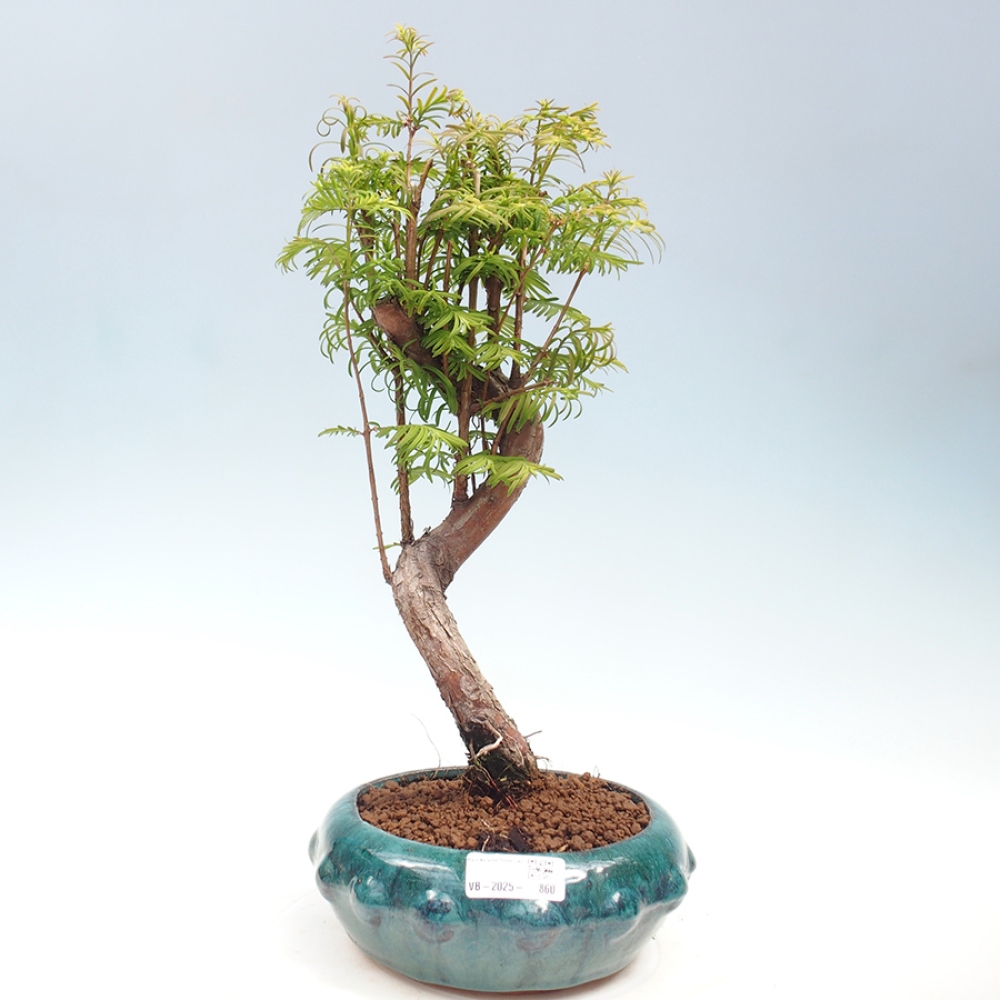Bonsai im Freien - Metasequoia glyptostroboides - Chinesischer Metasequoia