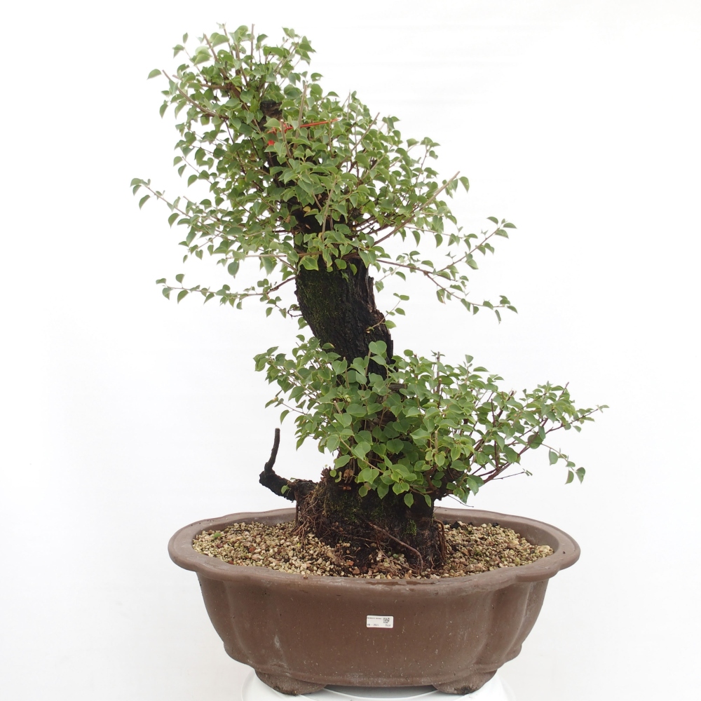 Bonsai im Freien - Mahalebka - Prunus mahaleb