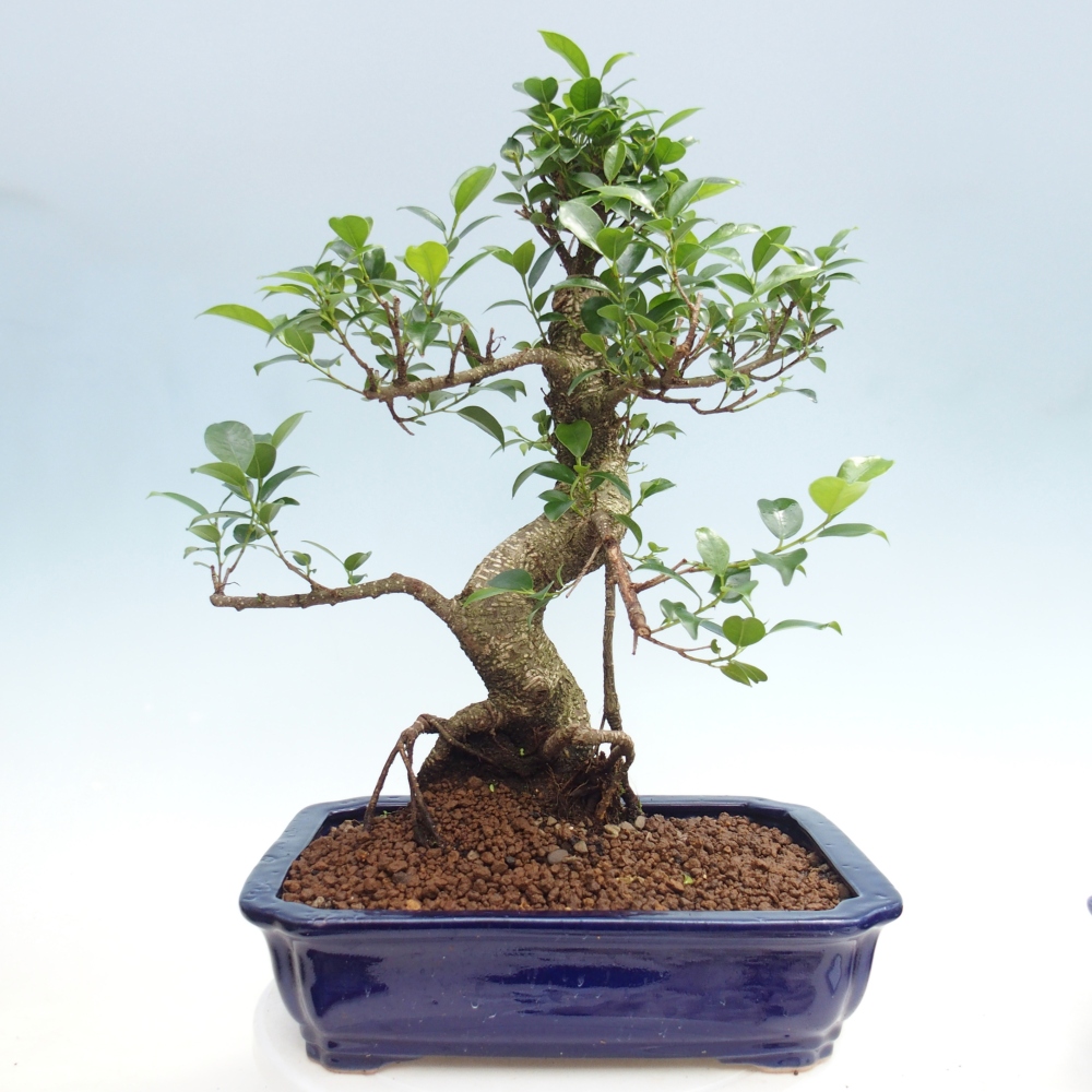 Zimmerbonsai - Ficus kimmen - Kleinblättriger Ficus