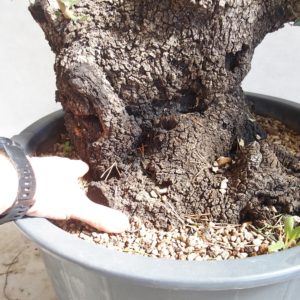 Freilandbonsai Quercus Cerris - Eiche Cer
