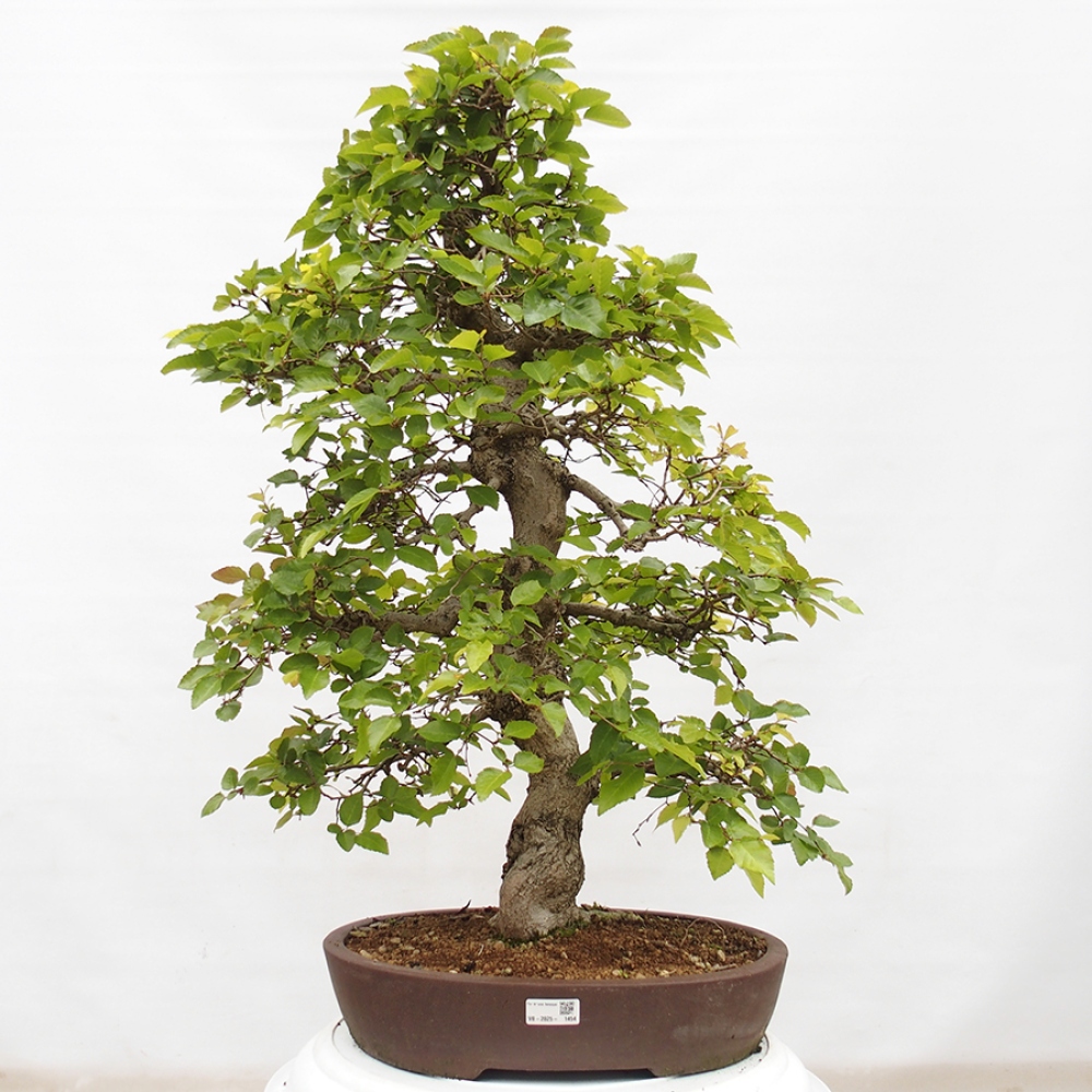 Bonsai im Freien -Carpinus CARPINOIDES - Koreanische Hainbuche