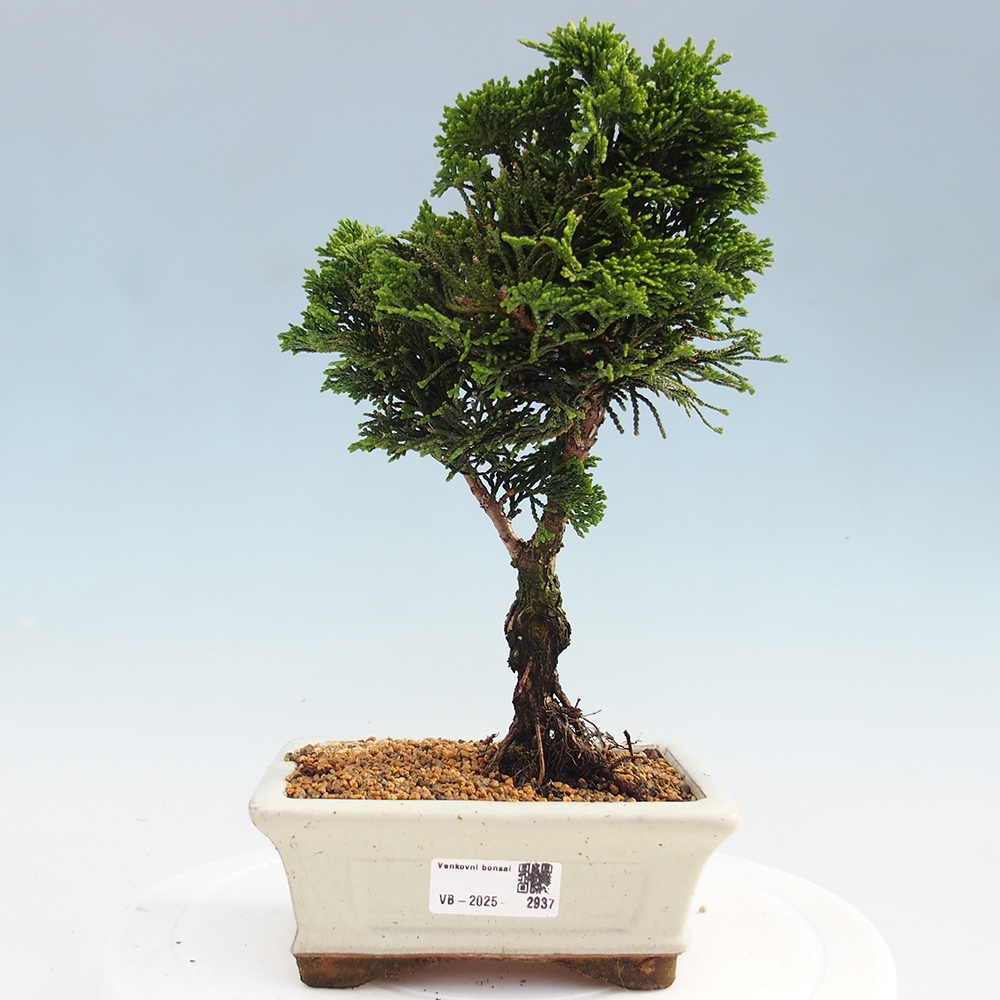 Outdoor-Bonsai - Cham.pis obtusa Nana Gracilis - Zypresse