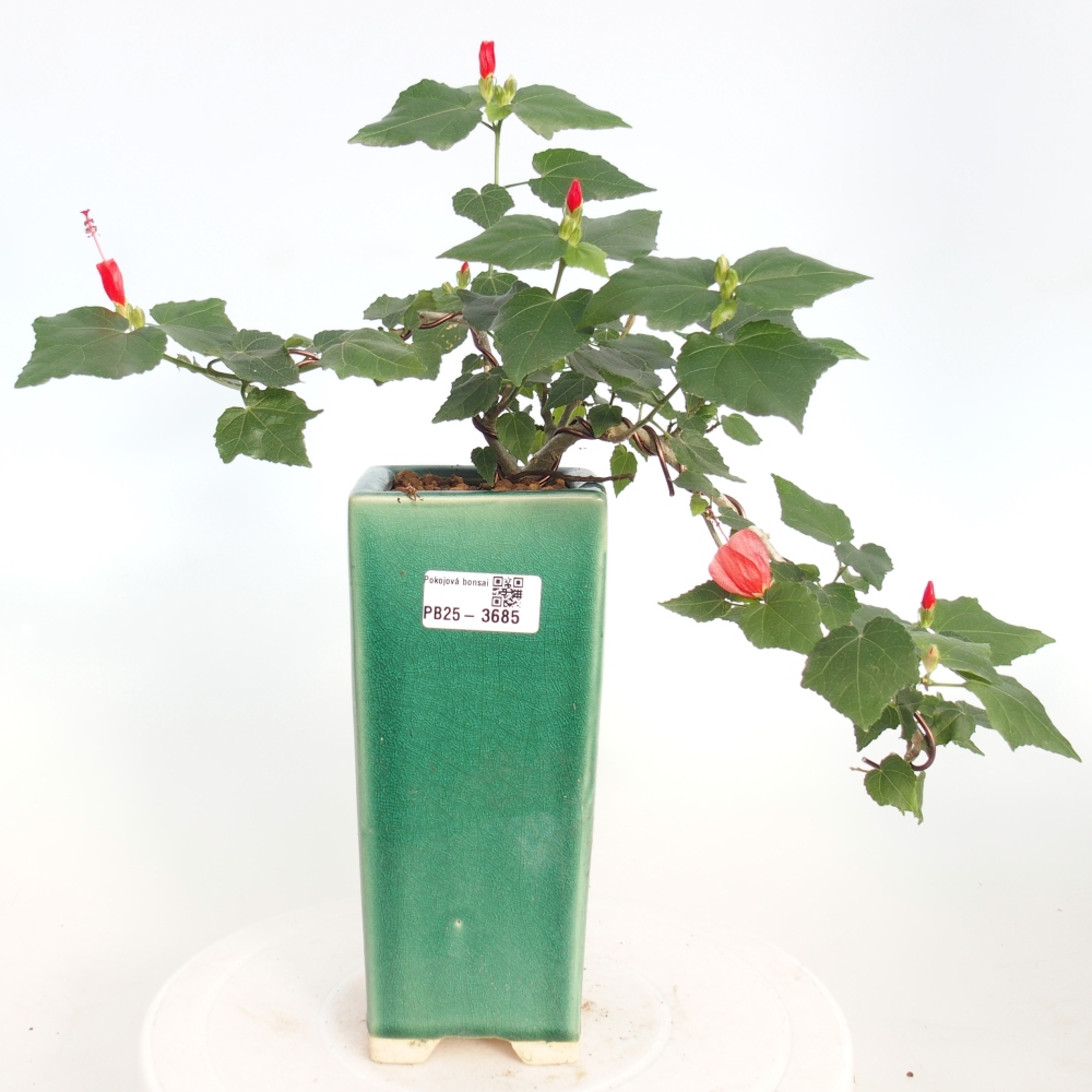 Zimmerbonsai - Malvaviscus arboreus
