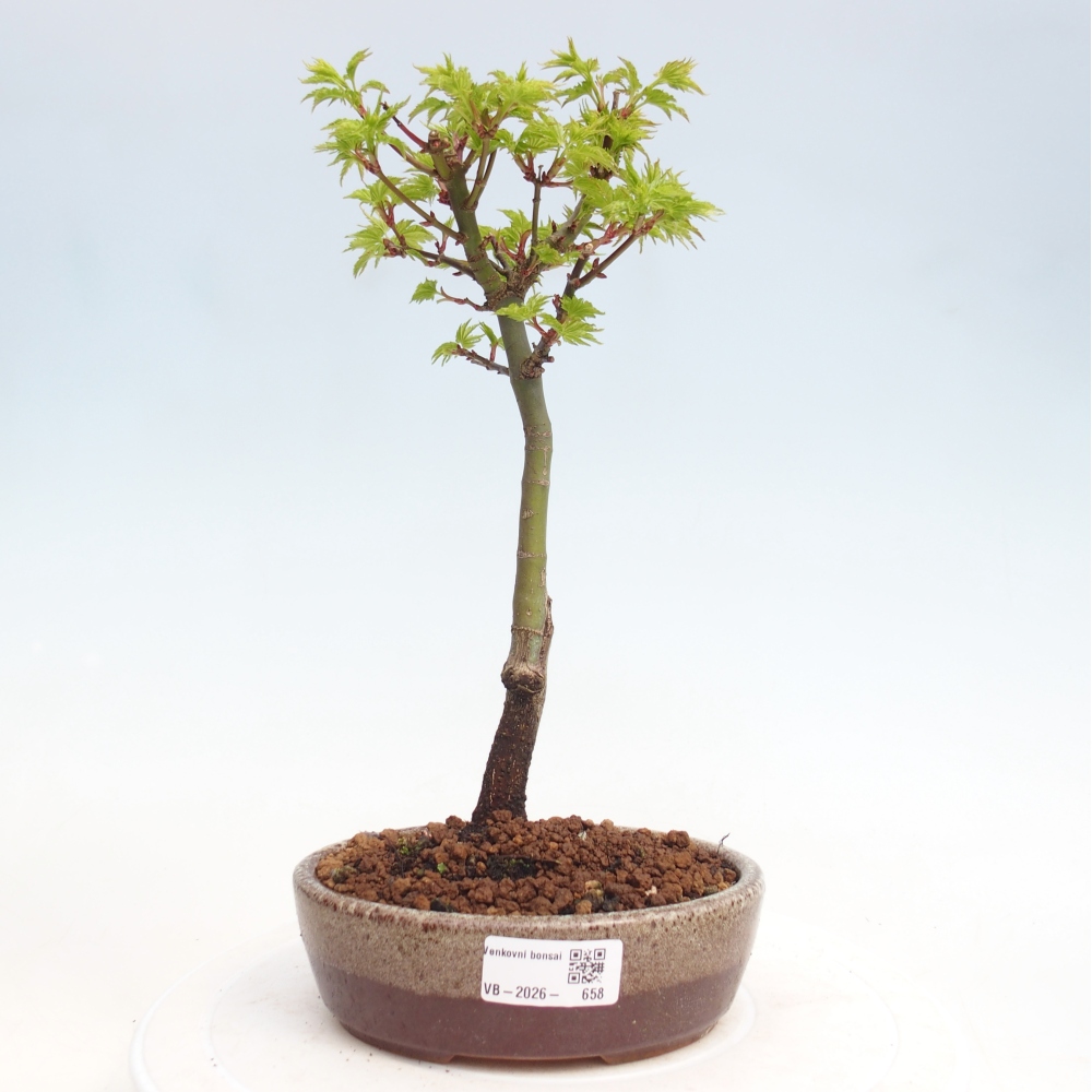 Bonsai für draußen -Javor-Palme Acer palmatum Shishigashira
