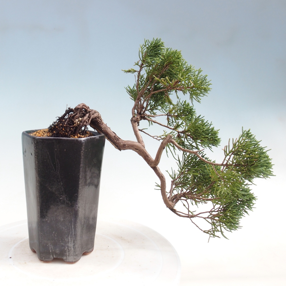 Bonsai für draußen - Juniperus chinensis Kishu