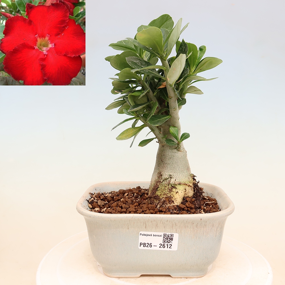 Zimmerbonsai – Adenium obesum „Red Star“ – Wüstenrose