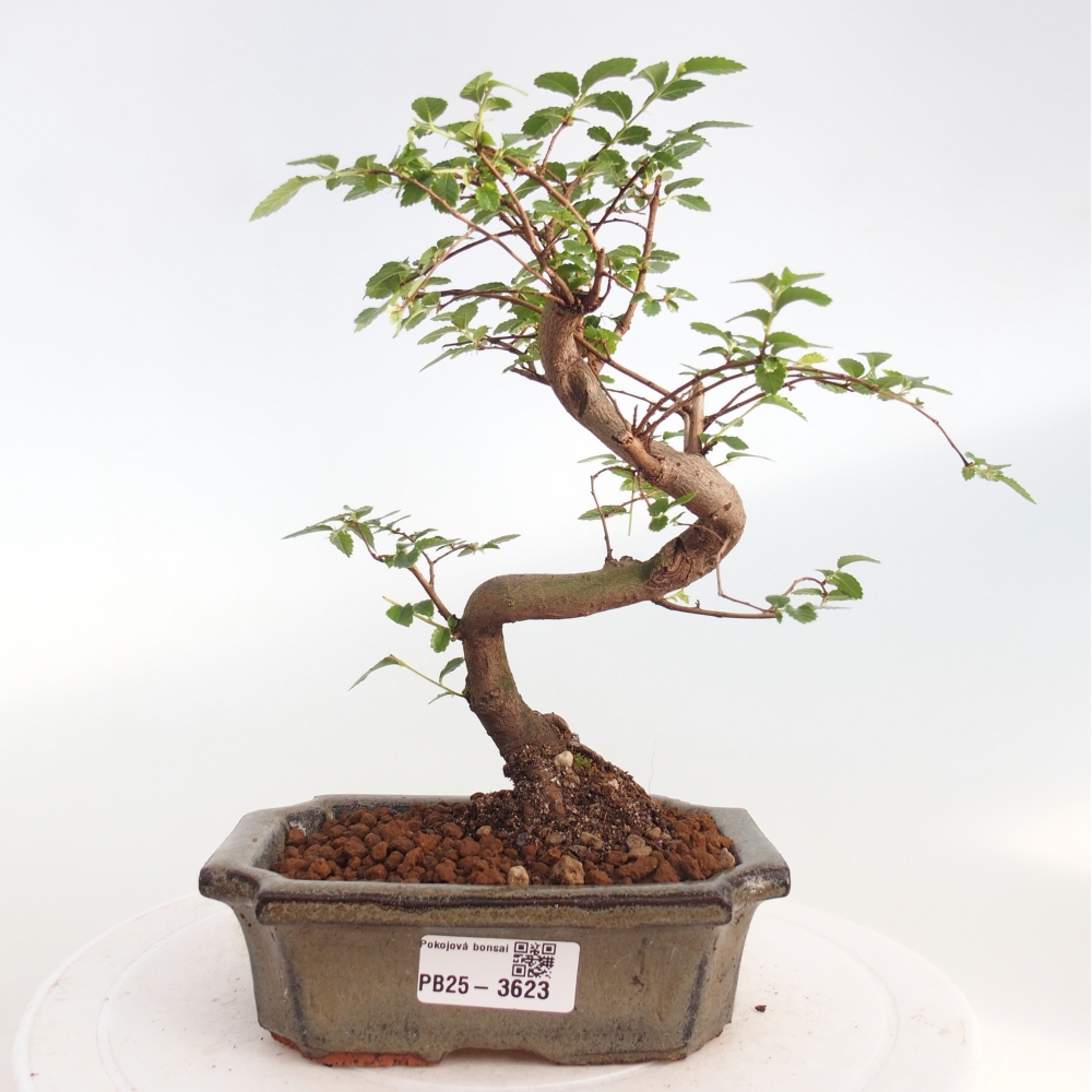 Zimmerbonsai - Ulmus parvifolia - Kleinblättrige Ulme