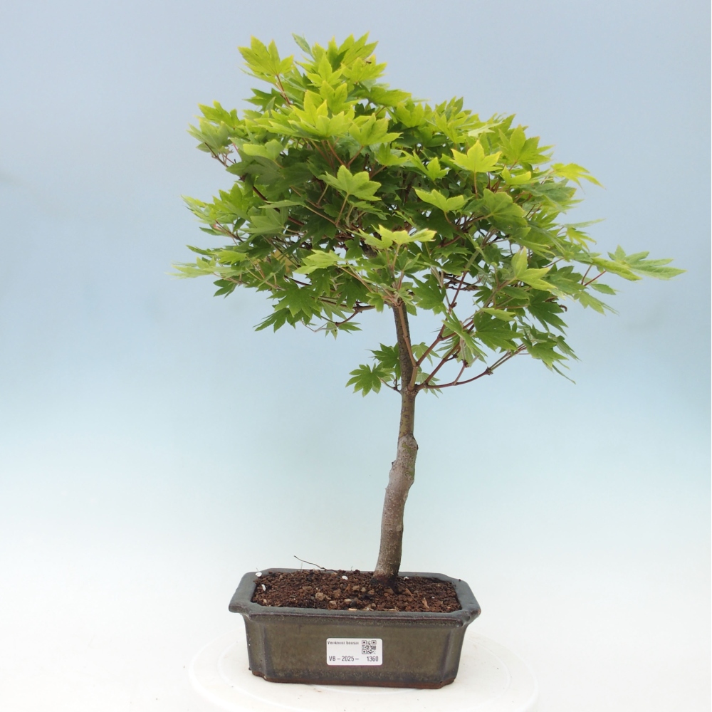Bonsai im Freien - Ahorn palmatum katsura GISAN - Ahorn palmat
