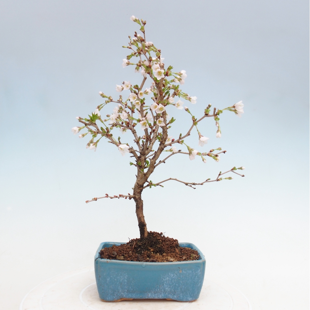 Bonsai für draußen - Prunus incisa Kojou-no mai-Plivon ausgeschnitten
