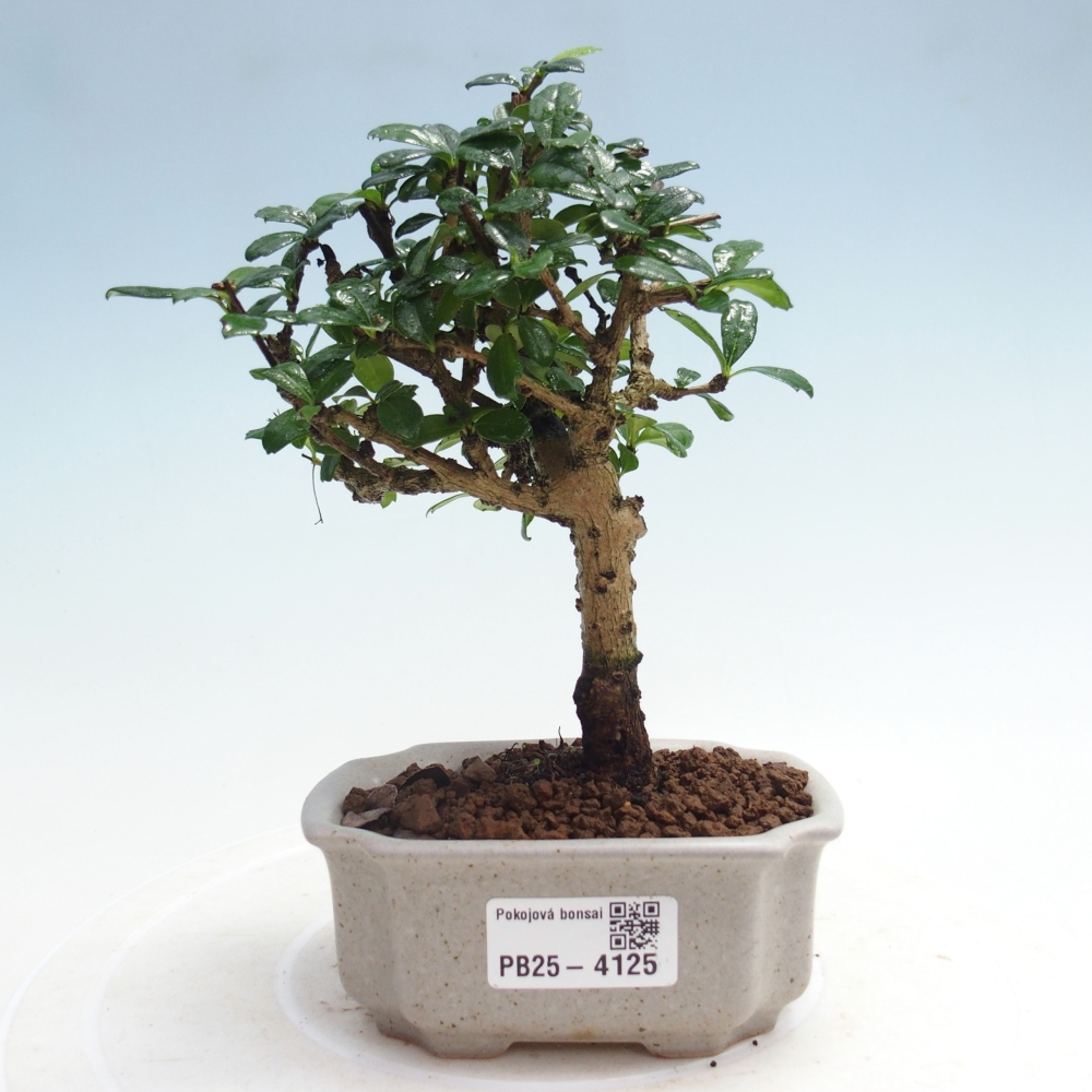 Zimmer-Bonsai - Carmona macrophylla - Tee-Fuki